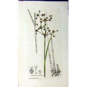   1810 Sowerby Botanical Print Juncus Obtusiflorus Plant