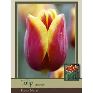  Tulip Triumph Kees Nelis Patio, Lawn & Garden