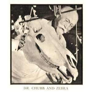  1937 American Museum Natural History Zebra Skull Chubb 