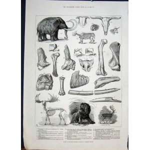  Bones Extinct Animals Charing Cross London Print 1883 