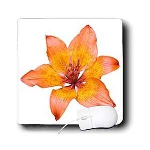  Taiche Photography   Flower Lily   Mouse Pads Electronics