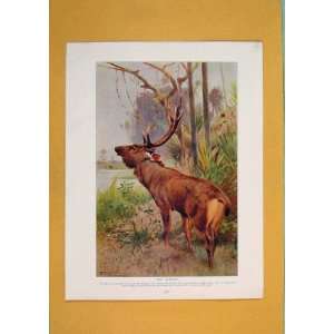  Sambar Buck Wild Animal Color Fine Art Antique Print