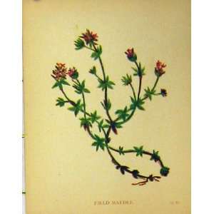  Field Madder Plant Flower C1880 Colour Botanical Print 