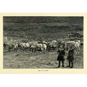  1900 Print Wild Reindeer Herd Norway Nordic Wildlife Wild 