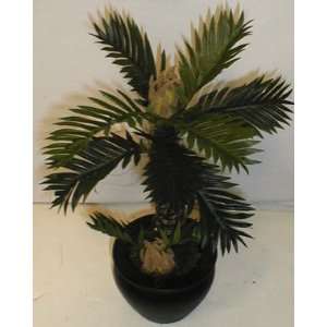  12 Desktop Cycas Palm Plant