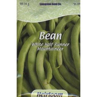  White Half Runner Bush Bean   400+ Seeds   VALUE PACK 