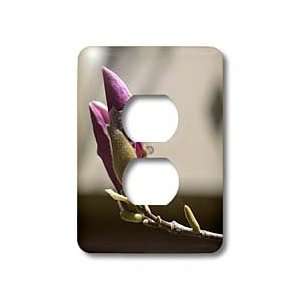  Flowers   Sweet Spring  Magnolia Flowers  Floral Photography   Light 