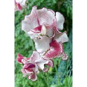  Wiltshire Ripple Sweet Pea Seed Pack Patio, Lawn & Garden