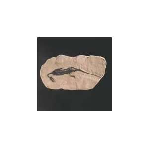   edwardsi (Triassic) Fossil Reproduction Toys & Games