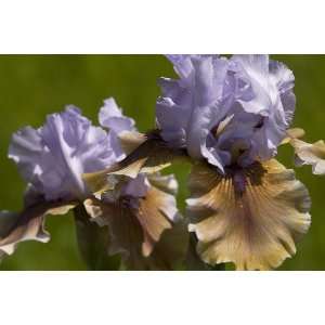   white purple giant bearded 15_perennials Patio, Lawn & Garden