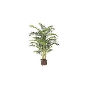  8 Premium Areca Palm