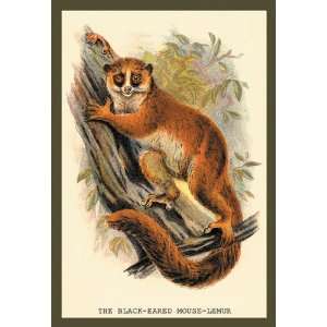  The Black Eared Mouse Lemur 12x18 Giclee on canvas