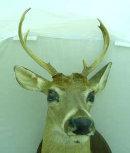 VINTAGE * Whitetail Deer Mount 7 PT ** Nice ** 1971  