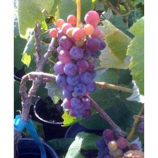 Thomcord Seedless Grape Vine One Gallon Plant