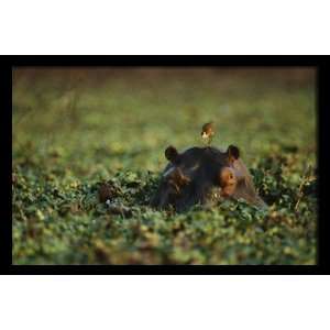  National Geographic, Bird on Hippo, 20 x 30 Poster Print 