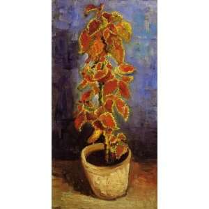  Oil Painting Coleus Plant in a Flower Pot Vincent van 
