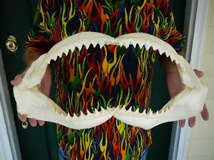 22 5/8 BULL SHARK jaw sharks jaws teeth taxidermy science Nice sj30 