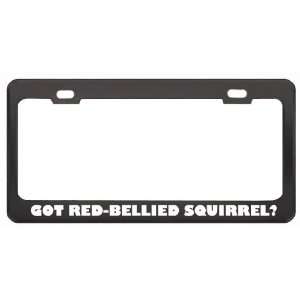 Got Red Bellied Squirrel? Animals Pets Black Metal License Plate Frame 
