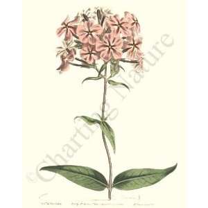  Botanical Flower Print Phlox
