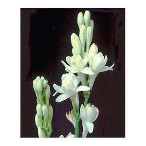 25 DOUBLE PEARL TUBEROSE CLUMPS  Our Clumps are the largest Found on 