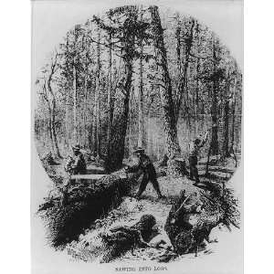  Sawing into Logs,chopping down a tree,men,Minnesota,MN 