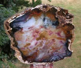 SiS EXCEPTIONAL Hubbard Basin Petrified Wood Round   MY BEST  