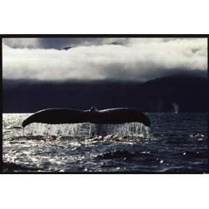 Whale Tail Size   Poster (36x24)