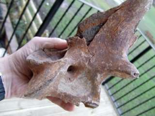 GENUINE Ice Age Fossil Auroch Bison Vertebra SUPERB specimen 1p 