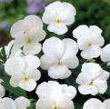 description this is such a classic flower violas are early