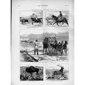   1874 Shooting Buffaloes Ambulance Elk Wolves Hunting