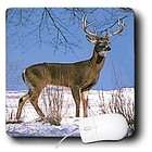 3dRose LLC Wild animals   White Tailed Deer   Mouse Pads