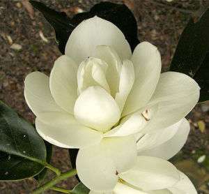 Michelia excelsa Magnolia doltsopa 10 seeds  