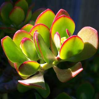 JADE PLANT CUTTING★Red Tip Green Oval Succulent Leaf~bush  