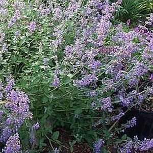  CATMINT WALKERS LOW / 1 gallon Potted Patio, Lawn 