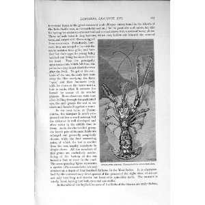 NATURAL HISTORY 1896 CRUSTACEANS CRAYFISH LOBSTER