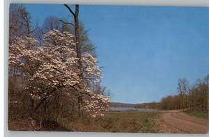Postcard Dogwood TreesCherokee Village,Oklahoma/OK  