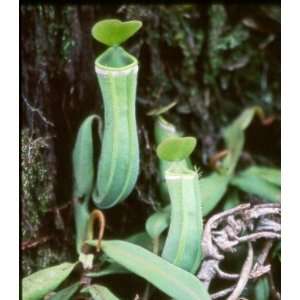  Nepenthes albomarginata Brunei