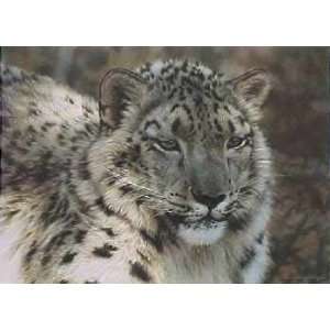 Carl Brenders   Snow Leopard Portrait