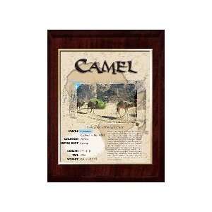 Africa (Camel) Animal Planet Products 10 x 13 Plaque with 8 x 10 
