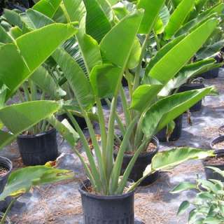 RAVENALA MADAGASCARIENSIS, BAUM D. REISENDEN, 20 SAMEN  