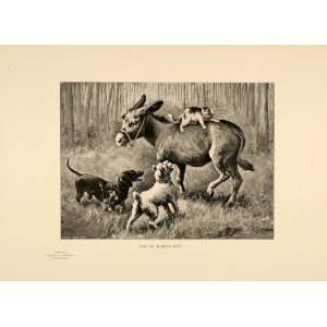 1901 Cat Dachshund Terrier Dogs Donkey Vintage Print   Original 