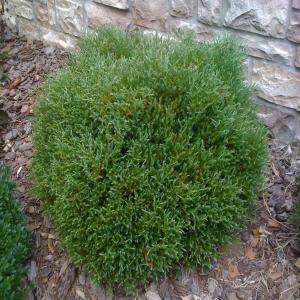 Mr. Bowling Ball Arborvitae Shrub T130512 