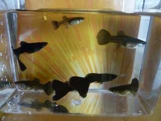   MOSCOW 2 PAIRS 2 Males / 2 Females LIVE GUPPIES Guppy CHEAP  