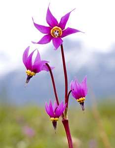 20 Samen Götterblume (Dodecatheon meadia), Sternschnuppenblume, Farb 