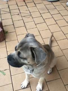 Cane Corso 18 monate sucht zu Hause in Bayern   Speinshart  Hunde 