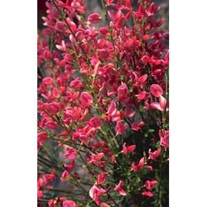 Cytisus praecox Hollandia (Rot blühender Elfenbein Ginster) 20 40cm 