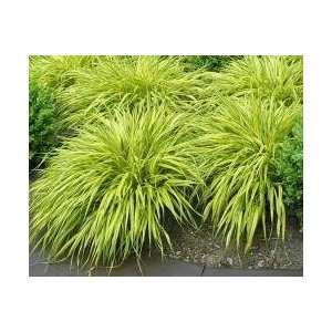 Weißgestreifte Japan Segge/Carex morrowii Variegata  