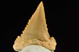 D252  RARE PALEOCENE EOCENE SHARK TOOTH Paleocarcharodon orientalis 