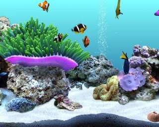 Digifish Clownfish (DVD Verp.)  Software