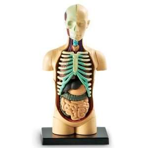 Learning Resources Anatomy Model Human Body  Toys 